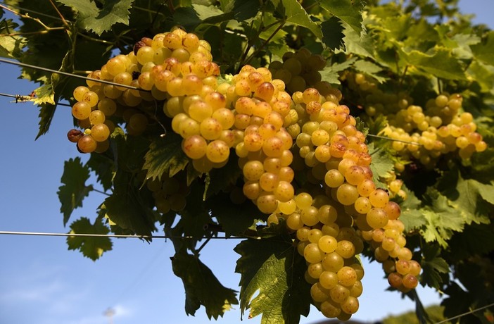 Docg Asti, fumata nera in Regione sulle rese della vendemmia: muro contro muro tra agricoltori e industrie Docg Asti, fumata nera in Regione sulle rese della vendemmia: muro contro muro tra agricoltori e industrie
