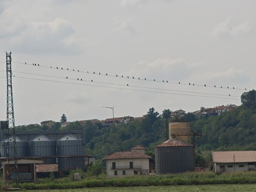 Uccelli appollaiati sui fili elettrici nella campagna di Bra Uccelli appollaiati sui fili elettrici nella campagna di Bra