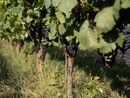 Vendemmia 2025: ottime prospettive per l' Alta Langa DOCG
