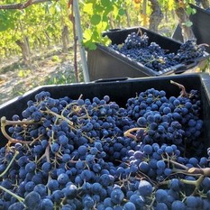 Vino, Coldiretti lancia l'allarme: "Servono risposte urgenti e concrete per i nostri produttori"