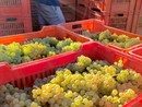 Vendemmia di qualità nel Roero, "ma lo sguardo resta vigile sui mercati" Vendemmia di qualità nel Roero, "ma lo sguardo resta vigile sui mercati"