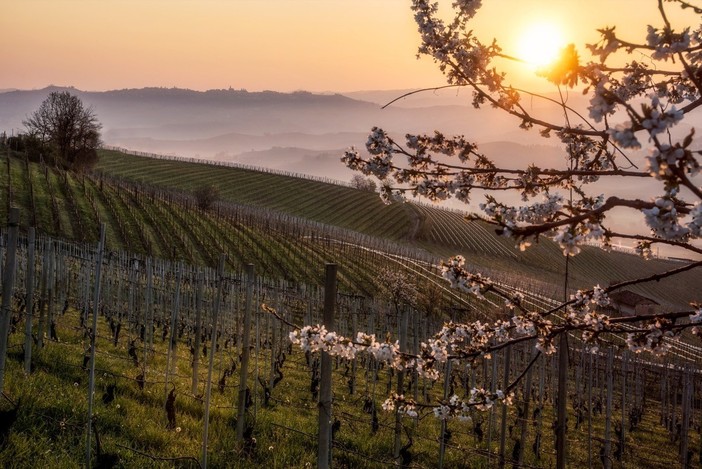 Primavera nei vigneti delle Langhe (foto Consorzio Turistico Langhe Monferrato Roero)