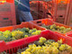 Vendemmia e caldo, l'Asl Cn2 richiama le regole per tutelare i lavoratori: stop nelle ore più a rischio Vendemmia e caldo, l'Asl Cn2 richiama le regole per tutelare i lavoratori: stop nelle ore più a rischio