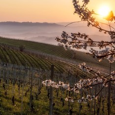 Primavera nei vigneti delle Langhe (foto Consorzio Turistico Langhe Monferrato Roero) Primavera nei vigneti delle Langhe (foto Consorzio Turistico Langhe Monferrato Roero)