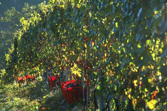 Confagricoltura Piemonte chiede più interventi strutturali per la crisi del comparto vitivinicolo Confagricoltura Piemonte chiede più interventi strutturali per la crisi del comparto vitivinicolo