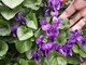 Sbocciano le viole in Langa, il più dolce annuncio di primavera