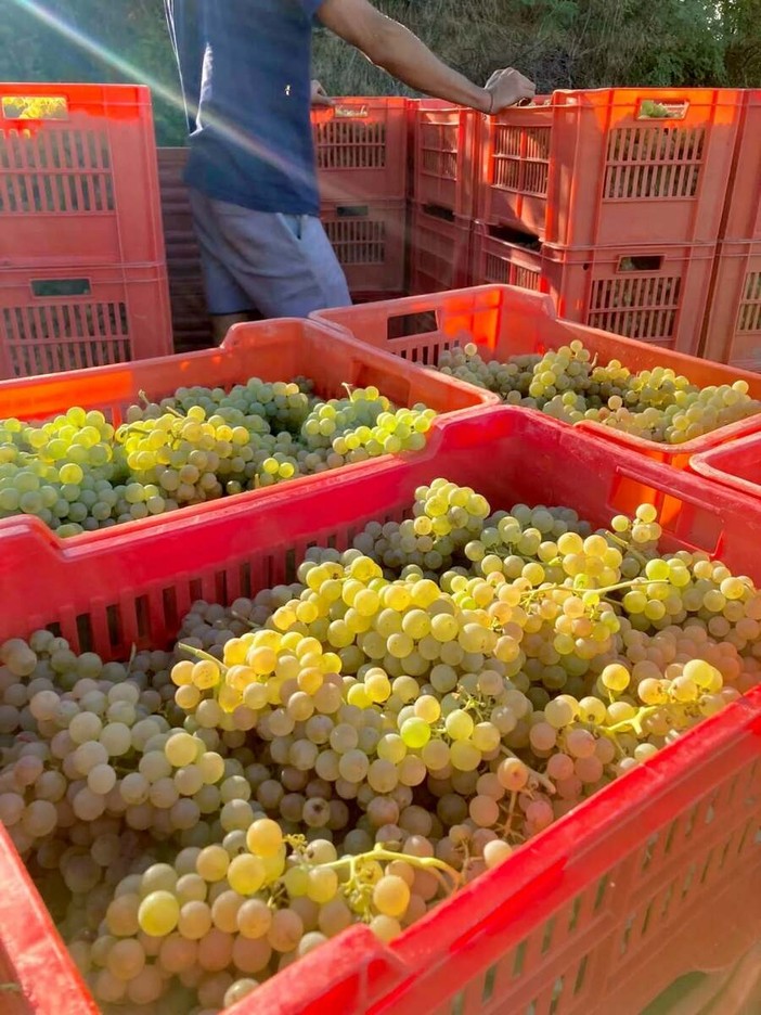 Vendemmia e caldo, l'Asl Cn2 richiama le regole per tutelare i lavoratori: stop nelle ore più a rischio Vendemmia e caldo, l'Asl Cn2 richiama le regole per tutelare i lavoratori: stop nelle ore più a rischio