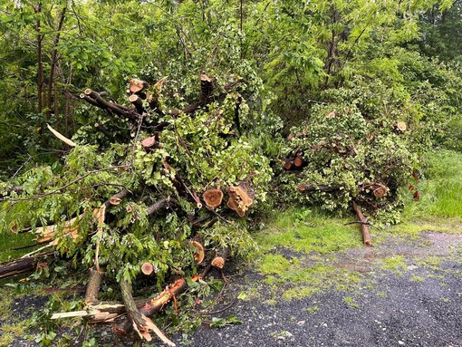 Maltempo, a Verzuolo abbattuti 21 alberi pericolanti