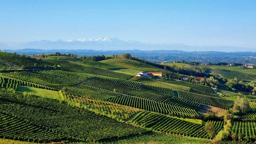 Vigneti di Moscato Vigneti di Moscato