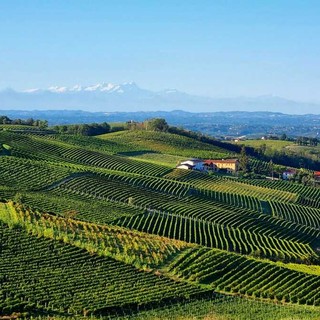 Vigneti di Moscato