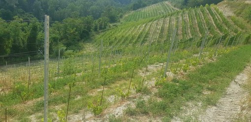 Ristrutturazione e riconversione vigneti, nuovo bando Arpea: pagamenti solo dopo il collaudo degli impianti