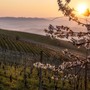 Primavera nei vigneti delle Langhe (foto Consorzio Turistico Langhe Monferrato Roero)