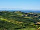 Vigneti di Moscato Vigneti di Moscato