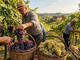 Vendemmia (immagine generica) Vendemmia (immagine generica)