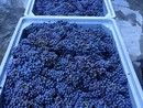 Il bilancio della vendemmia del Consorzio di Tutela Barolo Barbaresco: “La qualità c’è, ma l'incertezza mondiale spinge alla prudenza” Il bilancio della vendemmia del Consorzio di Tutela Barolo Barbaresco: “La qualità c’è, ma l'incertezza mondiale spinge alla prudenza”