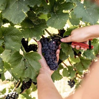 Vendemmia 2026 delle uve Pinot Nero e Chardonnay destinate all'Alta Langa DOCG.