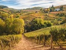 Vino, Consorzio Asti Docg: al via la prima sperimentazione sulle varietà aromatiche resistenti (piwi) in Piemonte