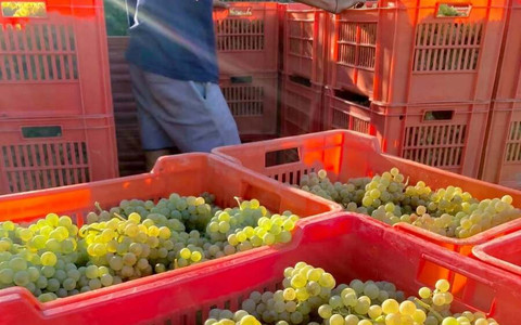 Vendemmia e caldo, l'Asl Cn2 richiama le regole per tutelare i lavoratori: stop nelle ore più a rischio