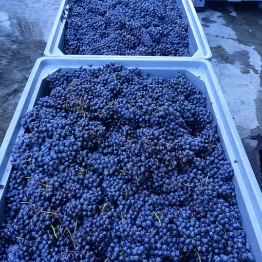 Vino: ok da consiglio Uiv a misure per contenimento produttivo in vista della vendemmia