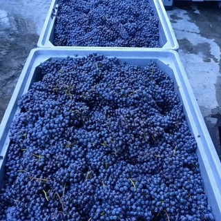 Il bilancio della vendemmia del Consorzio di Tutela Barolo Barbaresco: “La qualità c’è, ma l'incertezza mondiale spinge alla prudenza” Il bilancio della vendemmia del Consorzio di Tutela Barolo Barbaresco: “La qualità c’è, ma l'incertezza mondiale spinge alla prudenza”