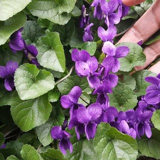 Sbocciano le viole in Langa, il più dolce annuncio di primavera