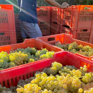 Vendemmia e caldo, l'Asl Cn2 richiama le regole per tutelare i lavoratori: stop nelle ore più a rischio