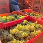 Vendemmia e caldo, l'Asl Cn2 richiama le regole per tutelare i lavoratori: stop nelle ore più a rischio