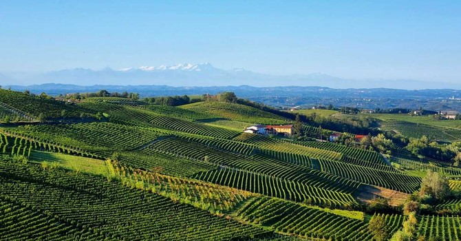 Vigneti di Moscato