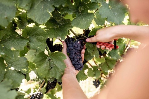 Vendemmia 2026 delle uve Pinot Nero e Chardonnay destinate all'Alta Langa DOCG.