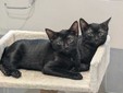 Nelle foto alcuni degli animali ospitati da Amici di Zampa Nelle foto alcuni degli animali ospitati da Amici di Zampa