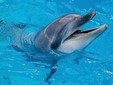 La delfina Kasya, di cui si parla nel libro