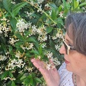 Profumo d’estate con la fragranza inebriante e seducente del gelsomino Profumo d’estate con la fragranza inebriante e seducente del gelsomino