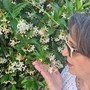 Profumo d’estate con la fragranza inebriante e seducente del gelsomino Profumo d’estate con la fragranza inebriante e seducente del gelsomino