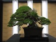 Esemplare di bonsai da 10 milioni di Euro!