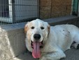 Nelle foto alcuni degli animali ospitati da Amici di Zampa Nelle foto alcuni degli animali ospitati da Amici di Zampa