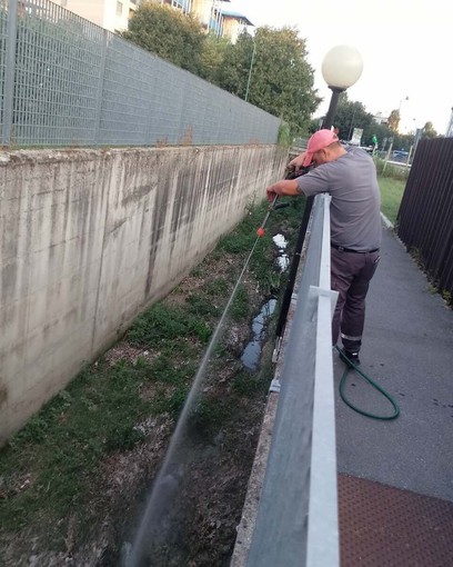 Zanzare ad Alba, nuovi trattamenti il 9 e 10 settembre: sotto controllo anche rii e ristagni