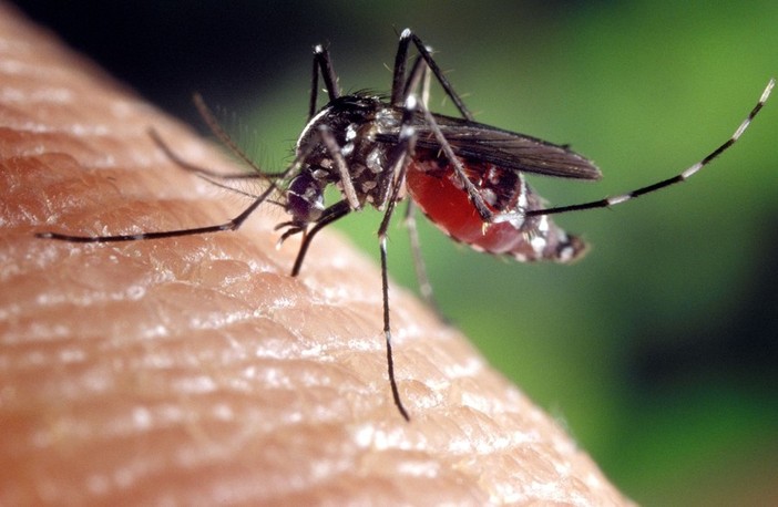 Alba, lotta biologica alle zanzare: la città anticipa i trattamenti di due mesi grazie a un piano scientifico da 30 mila euro