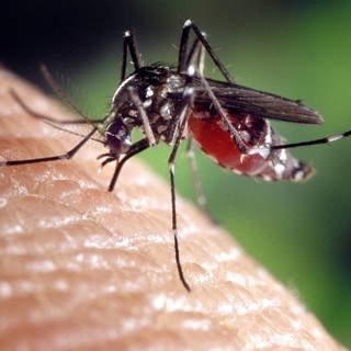 Alba, lotta biologica alle zanzare: la città anticipa i trattamenti di due mesi grazie a un piano scientifico da 30 mila euro