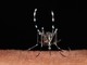 Cuneo, sospetto caso di chikungunya: scatta l'ordinanza, disinfestazioni a Borgo San Giuseppe e corso De Gasperi