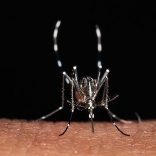 Cuneo, sospetto caso di chikungunya: scatta l'ordinanza, disinfestazioni a Borgo San Giuseppe e corso De Gasperi
