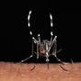 Cuneo, sospetto caso di chikungunya: scatta l'ordinanza, disinfestazioni a Borgo San Giuseppe e corso De Gasperi