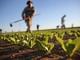 "Gli agricoltori non sono inutili, garantiscono cibo e presidiano il territorio" "Gli agricoltori non sono inutili, garantiscono cibo e presidiano il territorio"