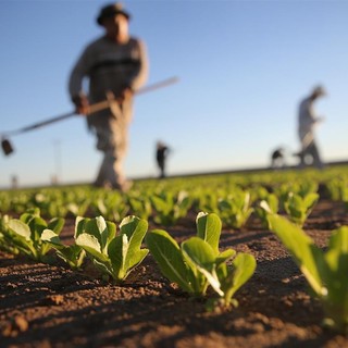 "Gli agricoltori non sono inutili, garantiscono cibo e presidiano il territorio"