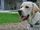 Un cane guida Lions