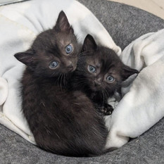 Il gattile di Alba è saturo: “Non possiamo più accogliere altri animali”