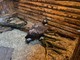 Un'aquila reale in cura al Centro di Bernezzo (archivio) Un'aquila reale in cura al Centro di Bernezzo (archivio)