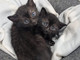 Il gattile di Alba è saturo: “Non possiamo più accogliere altri animali” Il gattile di Alba è saturo: “Non possiamo più accogliere altri animali”