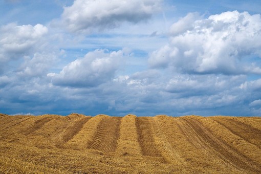 L’agricoltura è sempre più sostenibile, ma il futuro è incerto: la denuncia di Confagricoltura