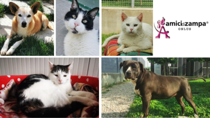 Alba, Natale solidale con l’associazione Amici di Zampa Alba, Natale solidale con l’associazione Amici di Zampa