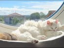 QUATTROZAMPE / Si cerca urgentemente un gatto donatore di gruppo B QUATTROZAMPE / Si cerca urgentemente un gatto donatore di gruppo B